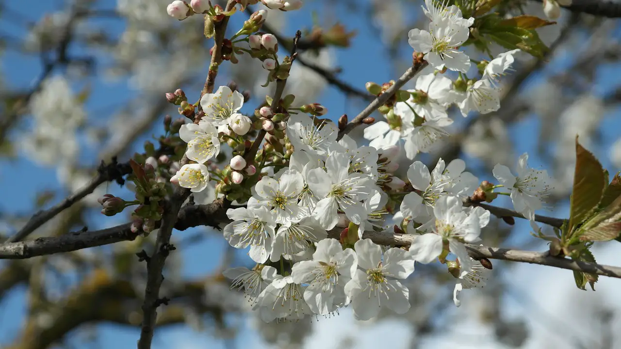 blossoms spring cherry blossoms white blossom bloom tree pruning garden gardeners gardening nature trimming