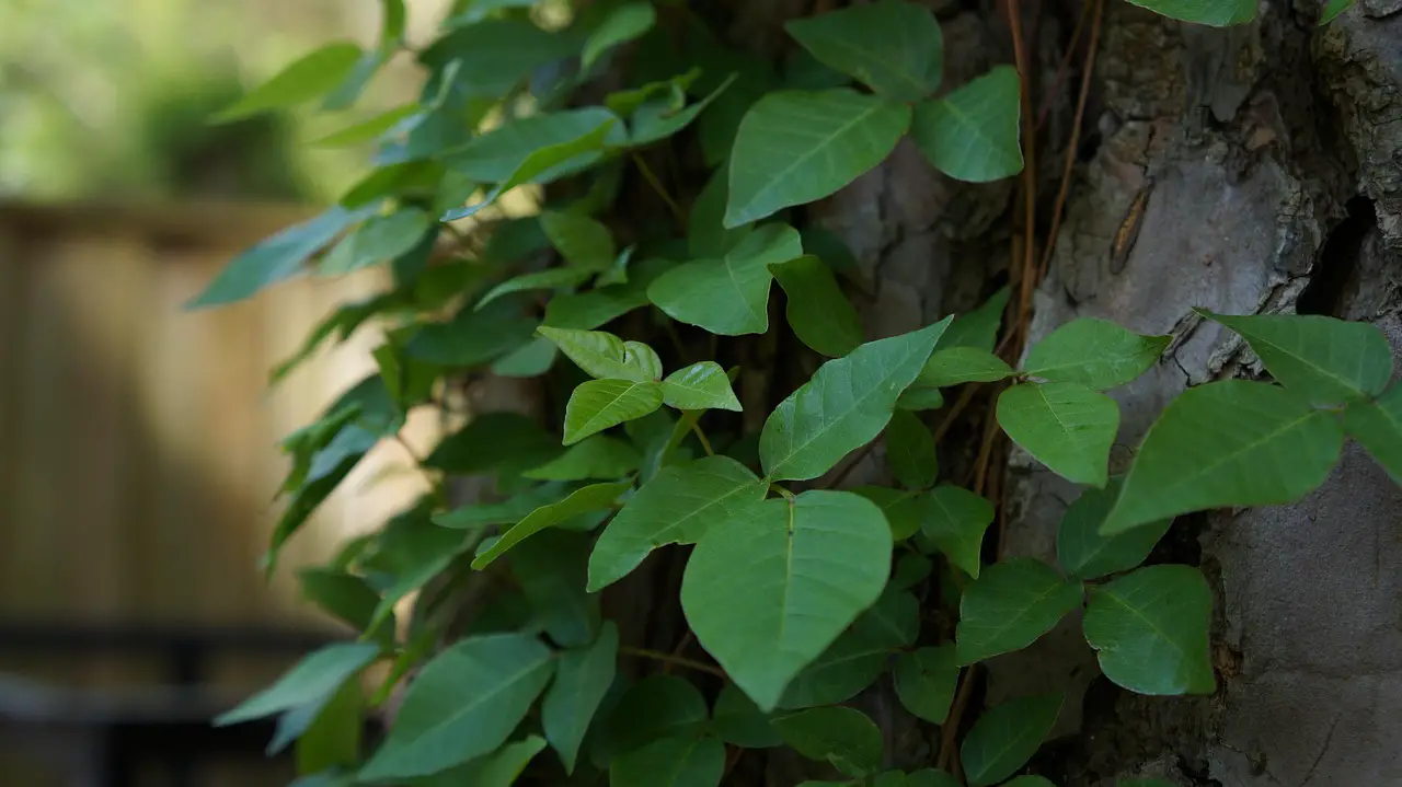 leaf growth flora nature outdoors poison ivy poison plant green natural tree green growth poison ivy poison ivy poison ivy poison ivy poison ivy