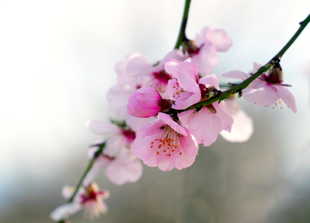 almond tree blossom bloom spring almond blossom pink almond nature almond tree almond tree almond tree almond tree almond blossom almond blossom almond blossom almond blossom almond blossom almond