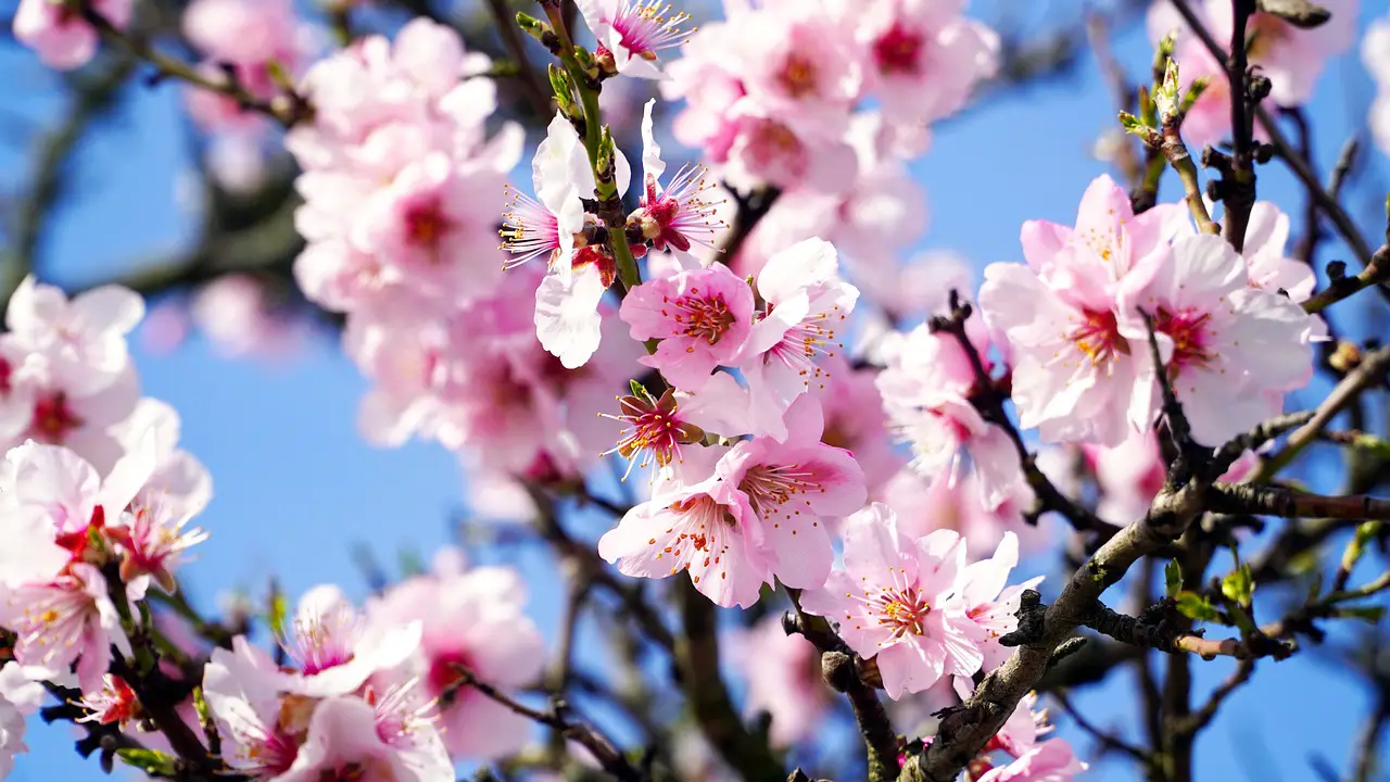 almond tree blossom bloom spring almond blossom pink almond nature almond tree almond tree almond tree almond tree almond tree almond blossom almond blossom almond blossom almond almond almond