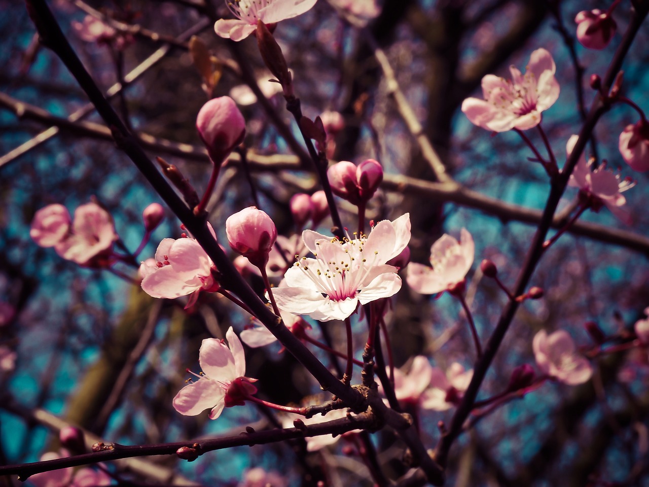 almond blossoms flowers beautiful flowers flower background blooming pink flowers pink petals blossoming branches tree flower wallpaper flora spring flowers nature spring