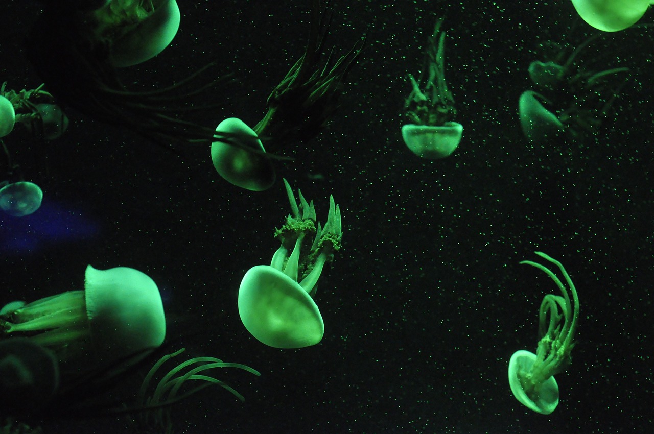 jellyfish aquatic creatures marine life aquarium jellyfish jellyfish jellyfish jellyfish jellyfish aquarium
