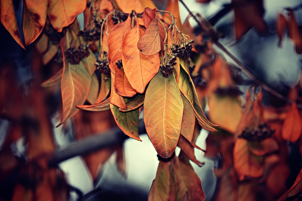 leaves foliage autumn branch tree withered dry fall nature leaves leaves autumn autumn autumn autumn autumn withered dry fall