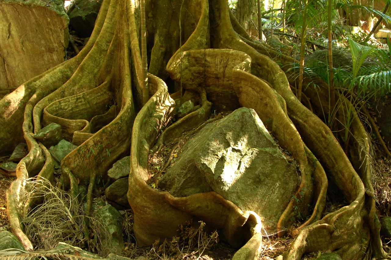 tree root jungle board root wood nature australia