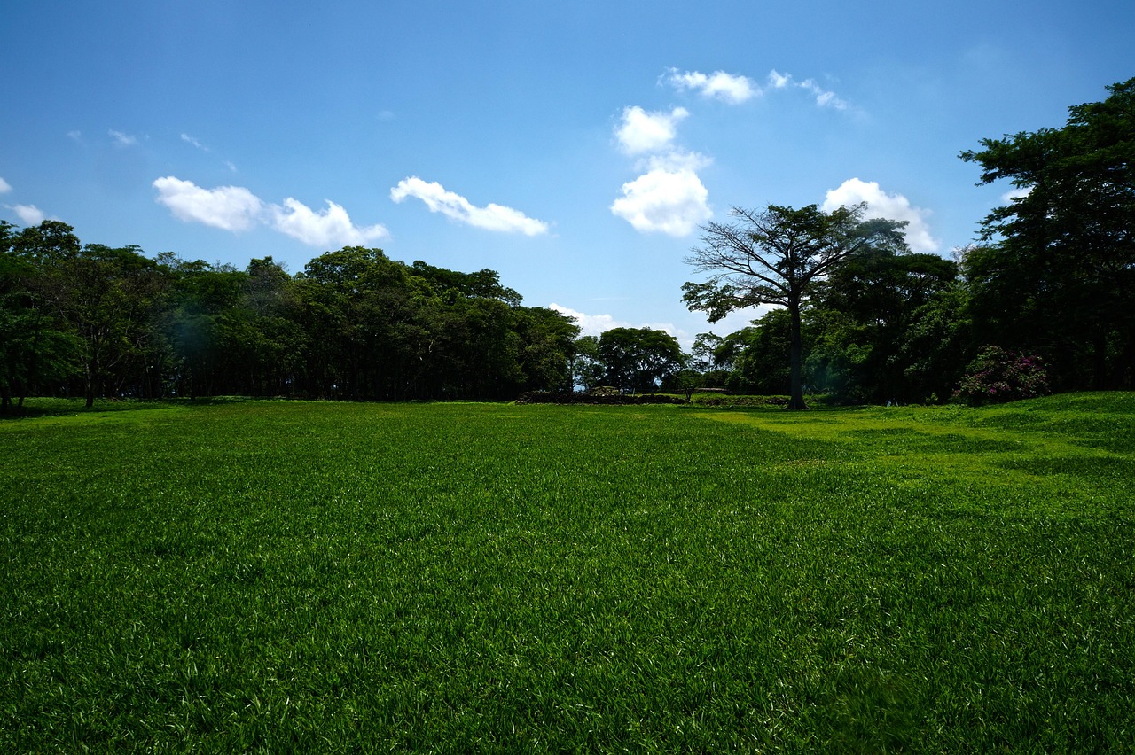 pasture landscape grama nature trees archeology maya pipil park