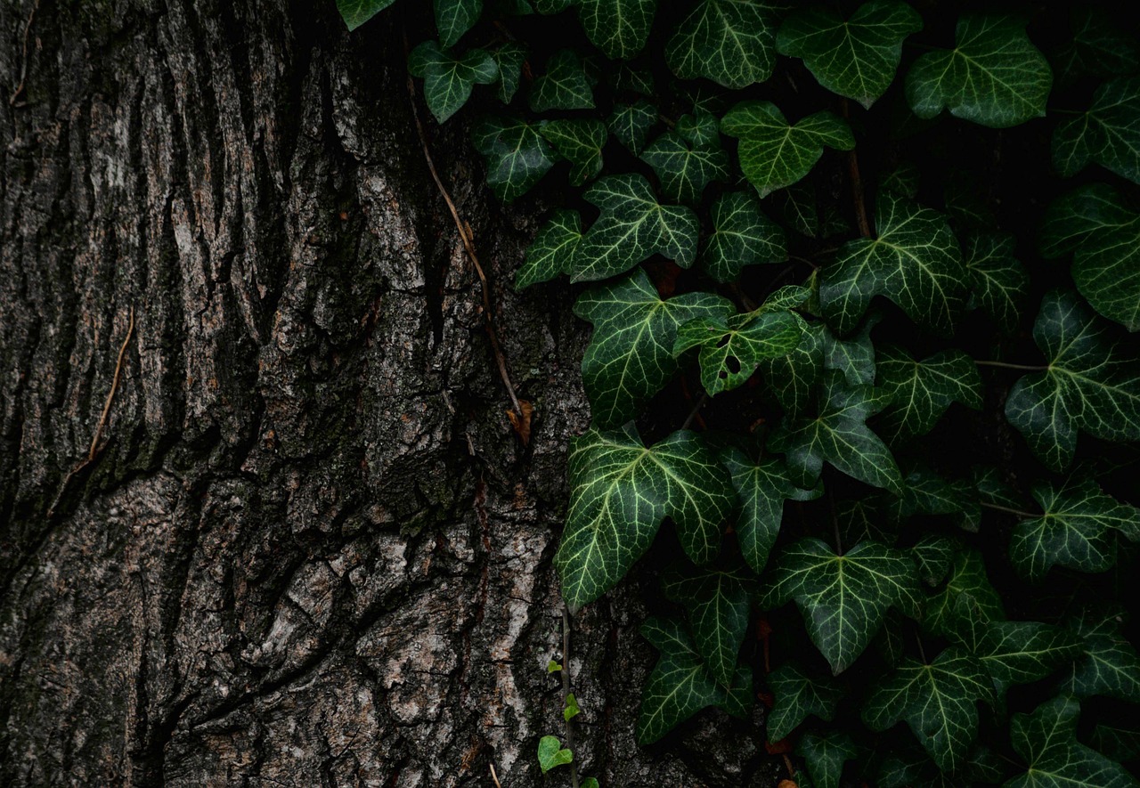 tree trunk leaves nature plants creeper foliage tree trunk bark tree bark flora botany tree tree tree tree trunk leaves tree trunk tree trunk tree trunk tree trunk tree trunk bark bark bark tree bark tree bark tree bark
