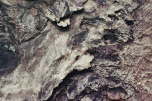 What Is the Meaning of Bark on a Tree?
