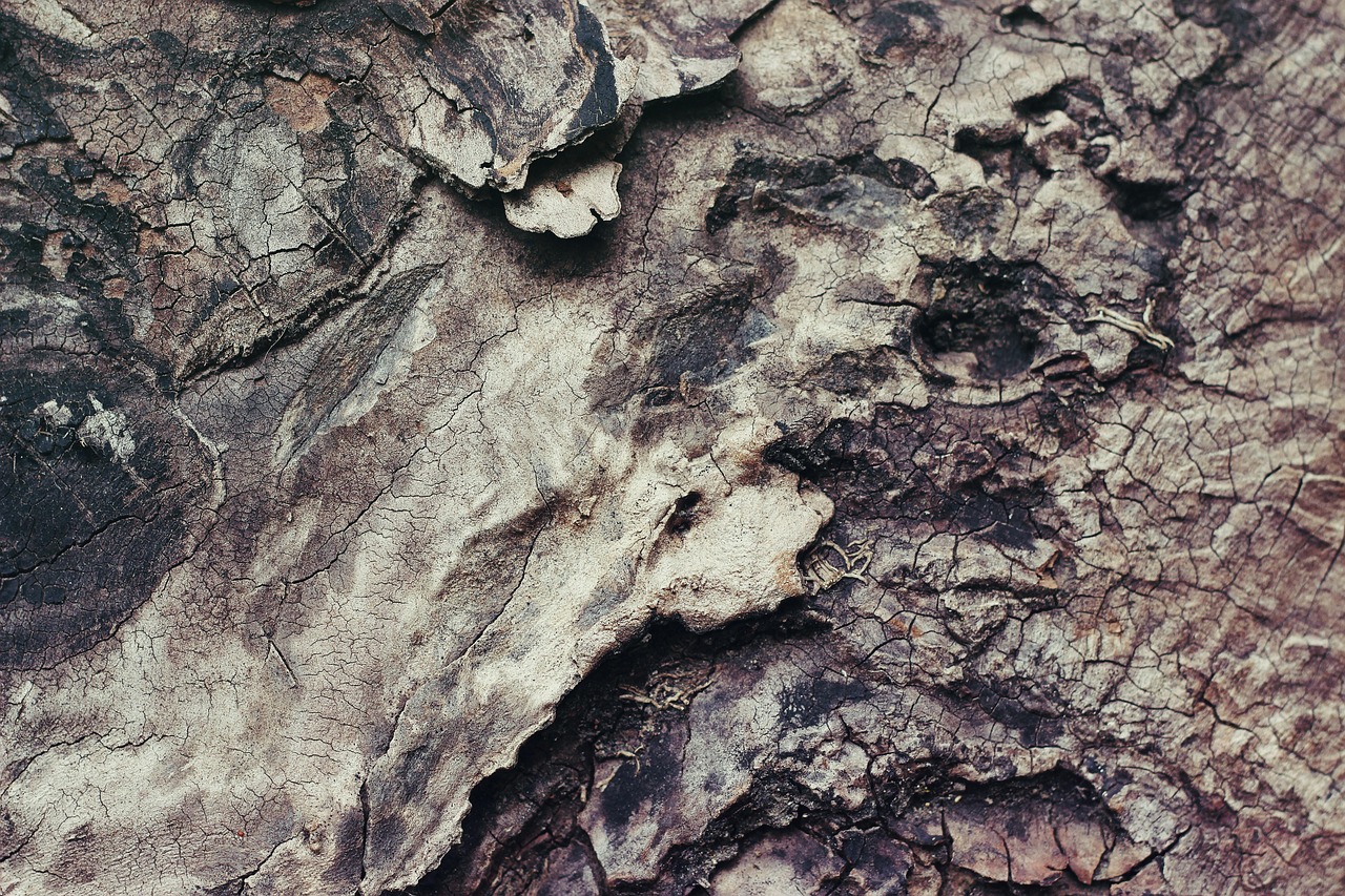 nature texture wood bark rough wooden material tree tree bark texture texture texture texture texture wood wood wood bark bark rough tree bark tree bark