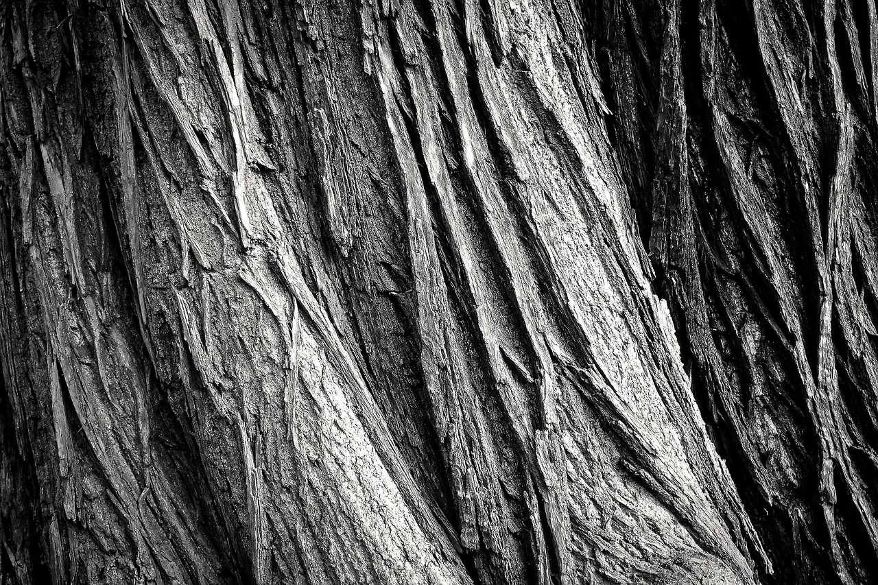 tree tree bark tribe wood tree trunk bark texture rau surface nature old weathered old wood black and white monochrome tree tree tree bark wood wood wood bark texture texture texture texture texture