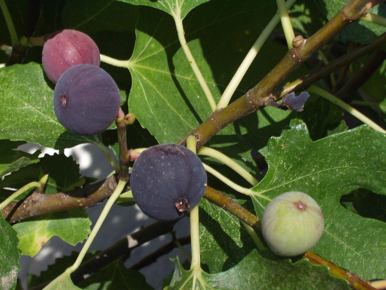 figs fig tree fruit purple fig leaves sardinia figs fig tree fig tree fig tree fig tree fig tree