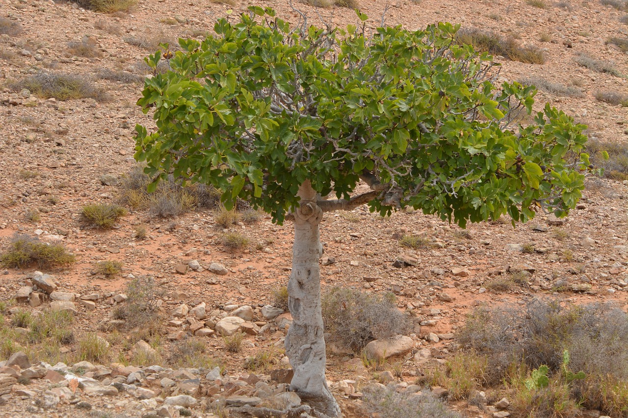 fig tree nature tree fig tree fig tree fig tree fig tree fig tree