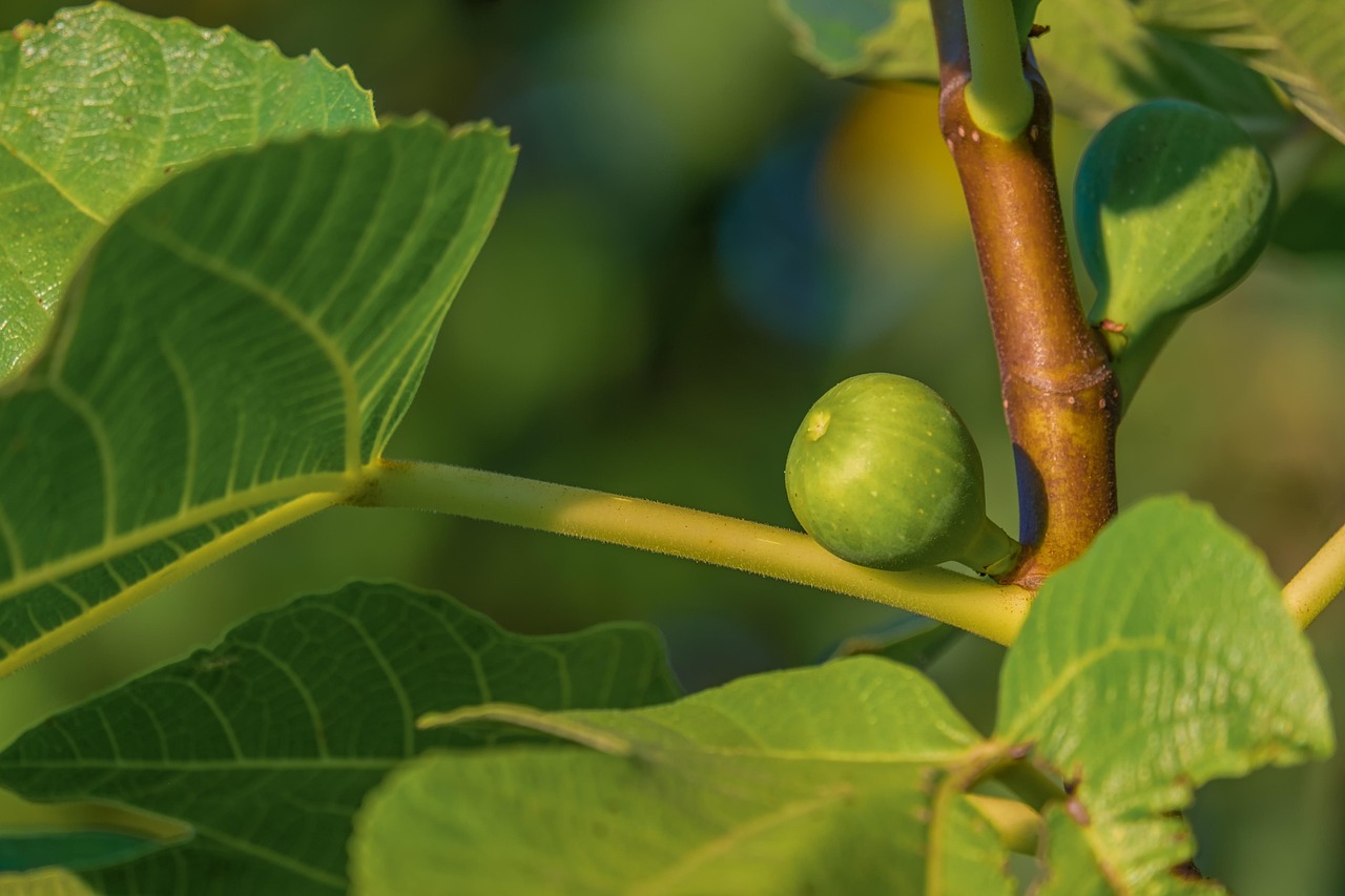 fig tree fig tree fruit green cute healthy vitamins food round fig leaves branch nature fig fig fig fig fig tree fig tree fig tree fig tree fig tree