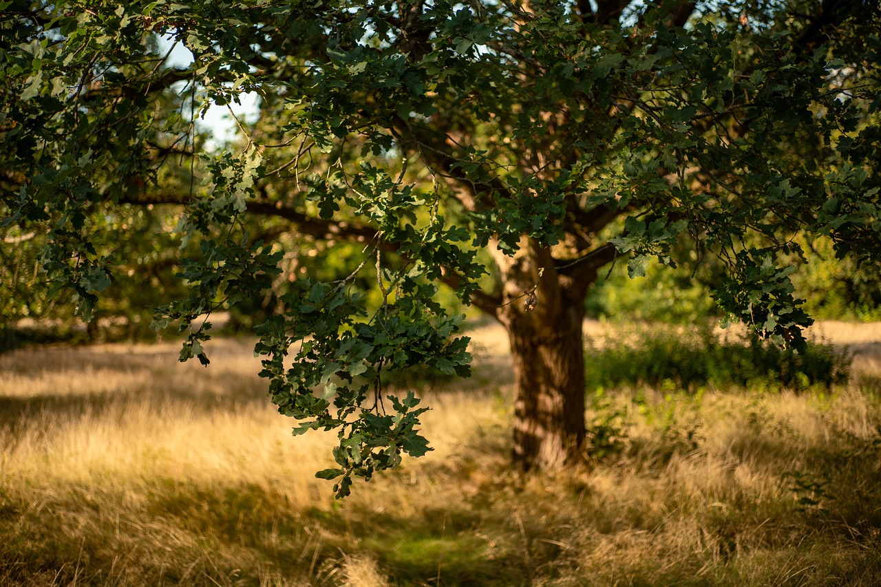 oak tree forest nature meadow fall grass big tree sunlight