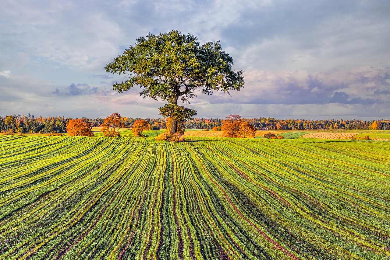 tree field nature meadow oak autumn sky leaves grass