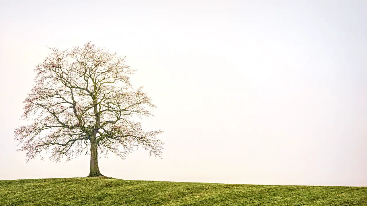 tree nature landscape individually fall meadow lonely mood lonliness tree tree tree tree tree fall lonely