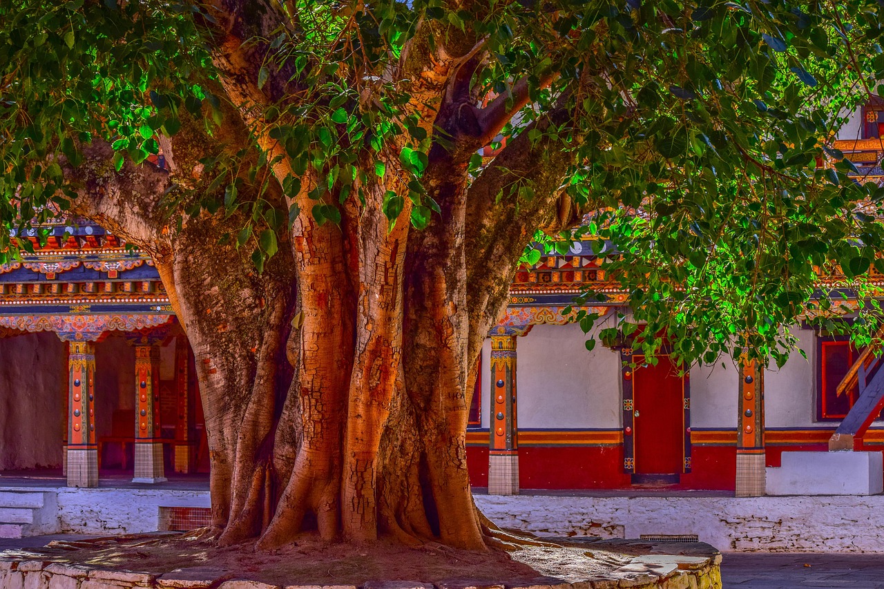 tree banyan tree bark big tree courtyard banyan nature old plant green wood trunk natural botanical temple traditional branches texture religion growth season banyan tree banyan tree banyan tree banyan tree banyan tree big tree