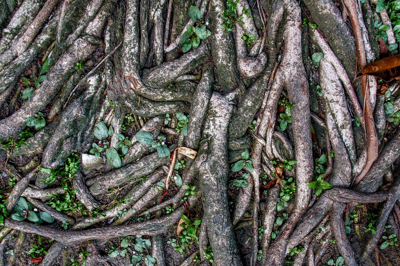 tree roots banyan root banyan tree roots tree roots tree roots tree roots tree roots