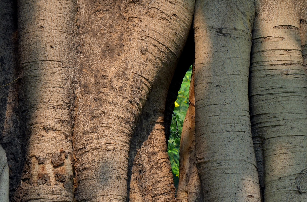 banyan tree twin trunk tree trunk banyan tree banyan tree banyan tree banyan tree banyan tree