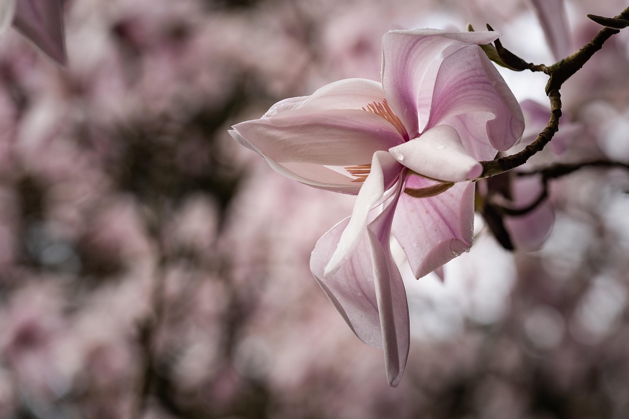 magnolia bloom pink flower wallpaper beautiful flowers spring flower background nature flowers tree