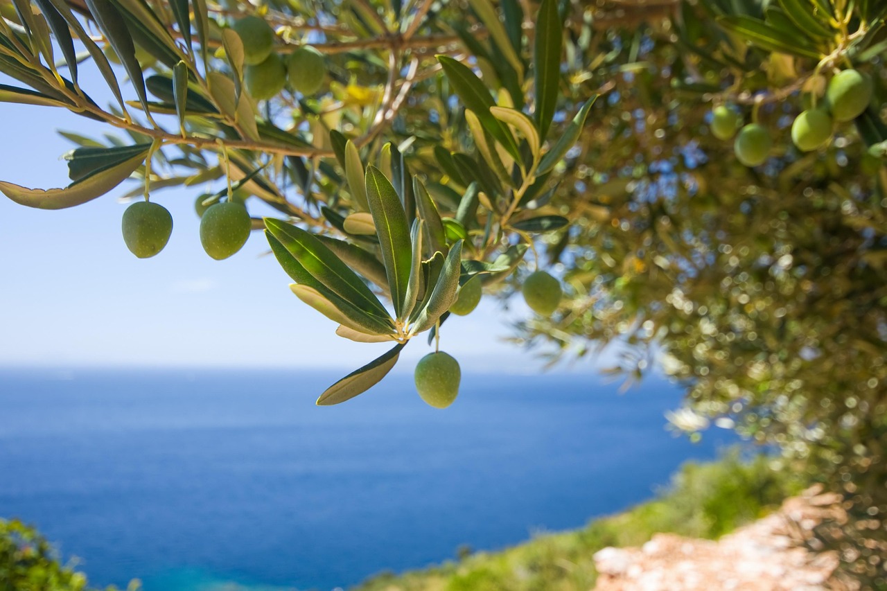 tree nature olive the olives