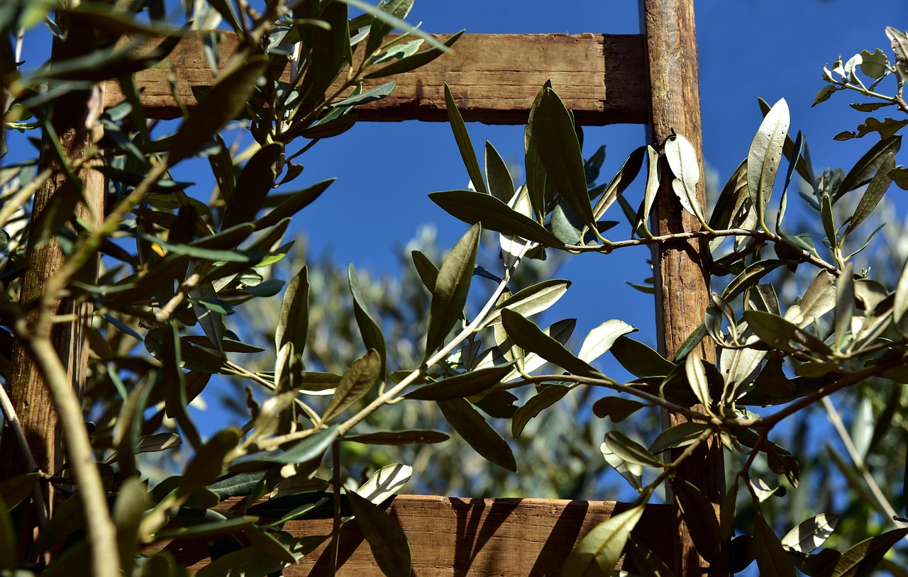 wooden ladder rung olive tree olive branch olive leaves olive harvest agriculture pick rise climb up wood olive tree olive tree olive tree olive tree olive tree olive branch