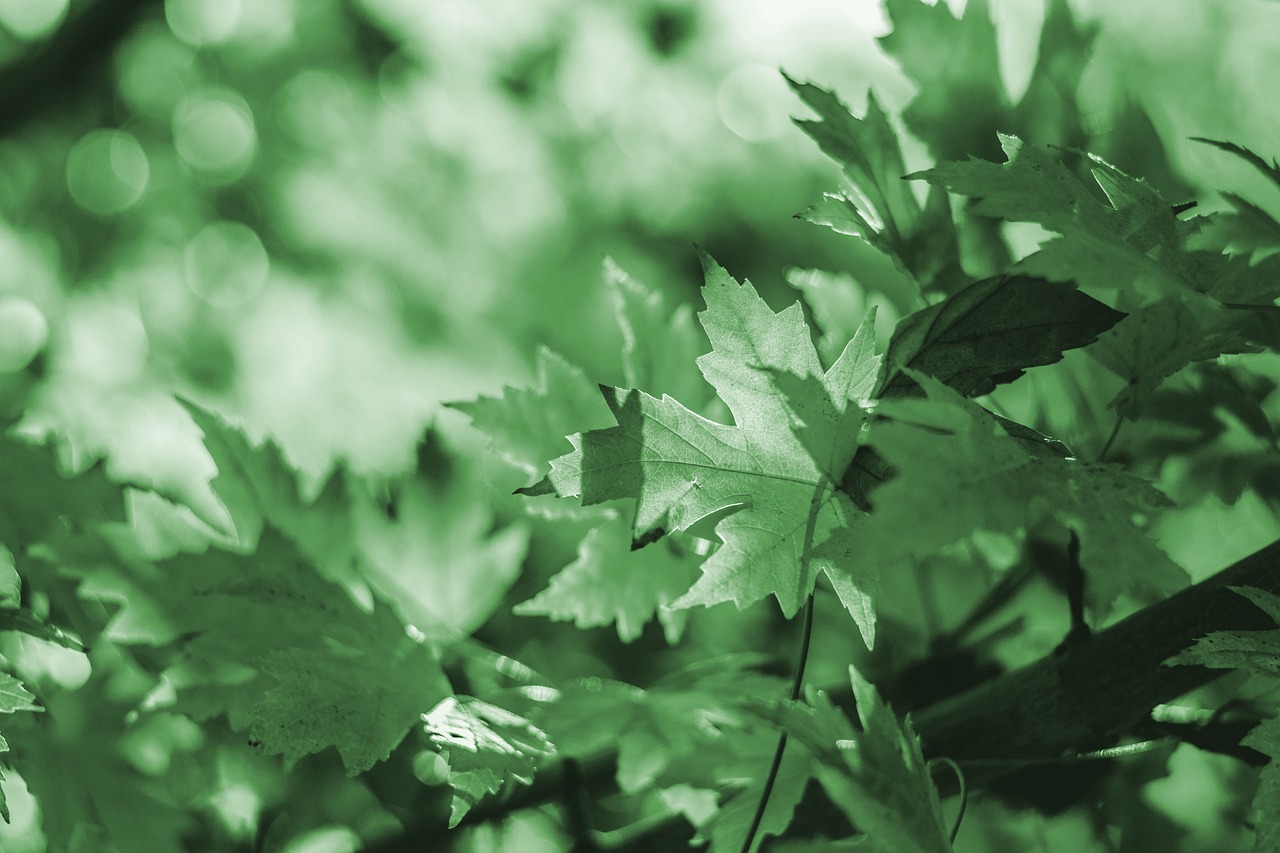 leaves desktop backgrounds maple growth laptop wallpaper 4k wallpaper free wallpaper botany wallpaper hd full hd wallpaper windows wallpaper hd wallpaper wallpaper 4k foliage background cool backgrounds beautiful wallpaper 4k wallpaper 1920x1080 nature free background tree mac wallpaper garden