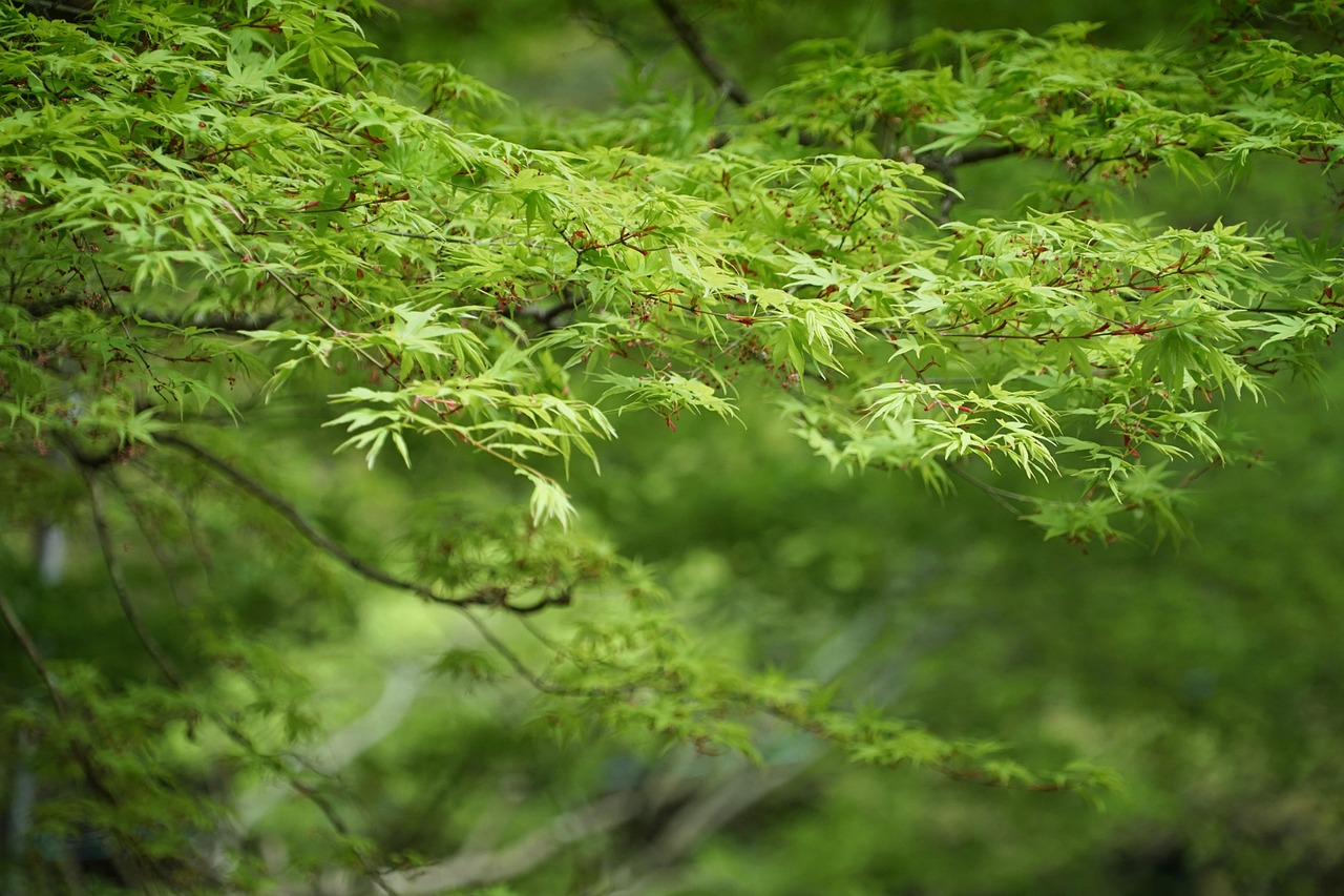 foliage maple beautiful nature freshness windows wallpaper nature wallpaper spring wallpaper hd laptop wallpaper free background desktop backgrounds lush nature wallpaper 4k canopy nature background full hd wallpaper 4k wallpaper 4k wallpaper 1920x1080 cool backgrounds vibrant leaves verdant beautiful wallpaper green hd wallpaper mac wallpaper free wallpaper wallpaper