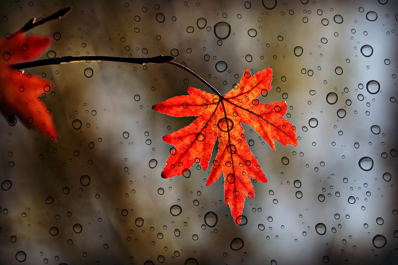 leaf maple autumn foliage botany growth season fall rain nature water