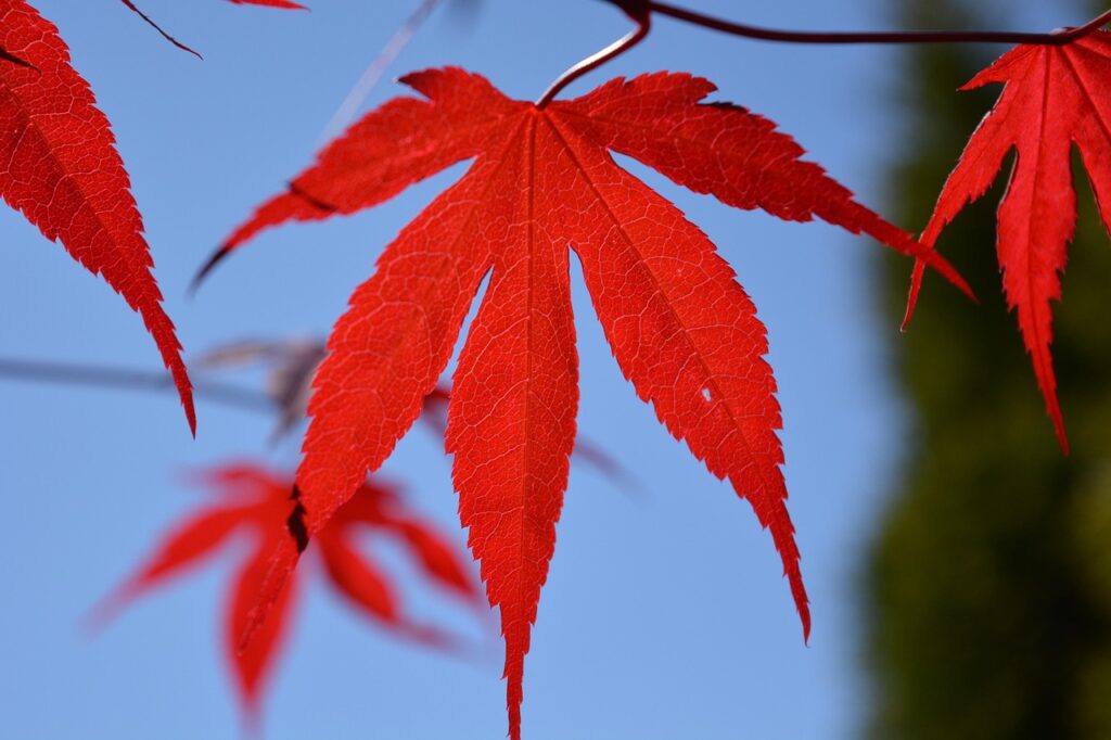 Red Maple Tree Growth Rate and Disease Resistance
