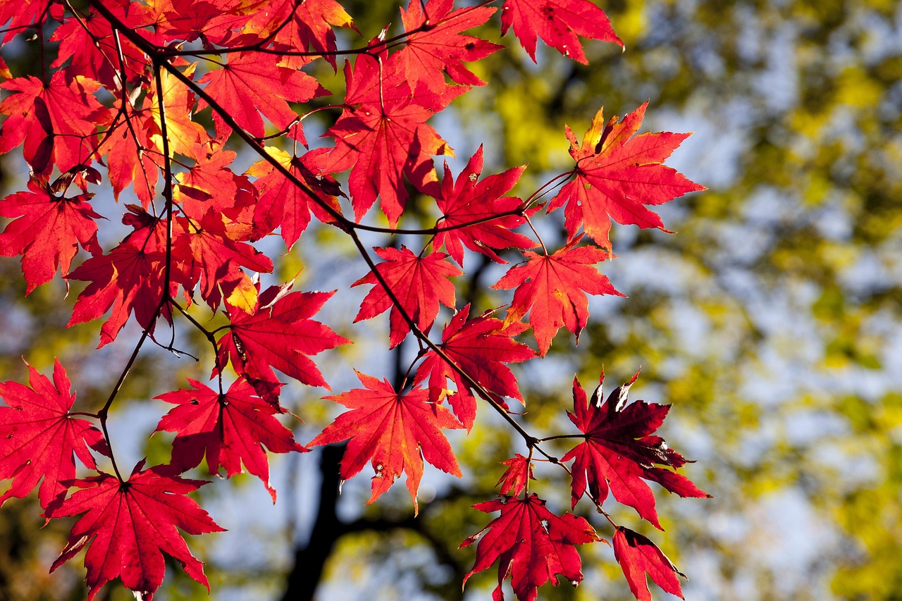maple leaves autumn leaves foliage autumn leaves autumn foliage autumn colors autumn season fall foliage fall leaves fall colors nature maple red leaves red foliage seoul korea dobong seasonal autumn autumn autumn autumn autumn leaves autumn leaves korea