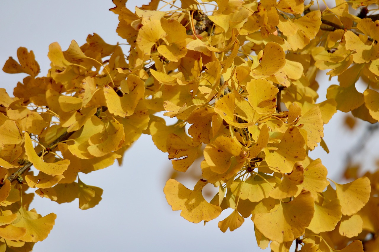 ginkgo ginko ginkgo biloba tree species autumn leaves autumn colors discoloration yellow leaves ornamental tree