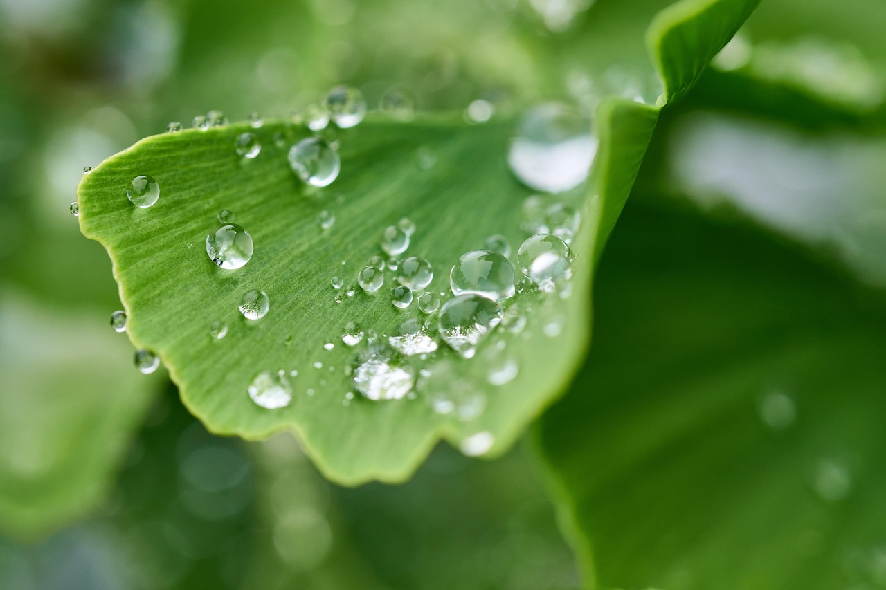 ginkgo leaf dew dewdrops raindrops wet ginkgo biloba gingko maidenhair green plant nature environment macro closeup earth day ginkgo ginkgo biloba ginkgo biloba environment environment environment environment environment earth day earth day earth day