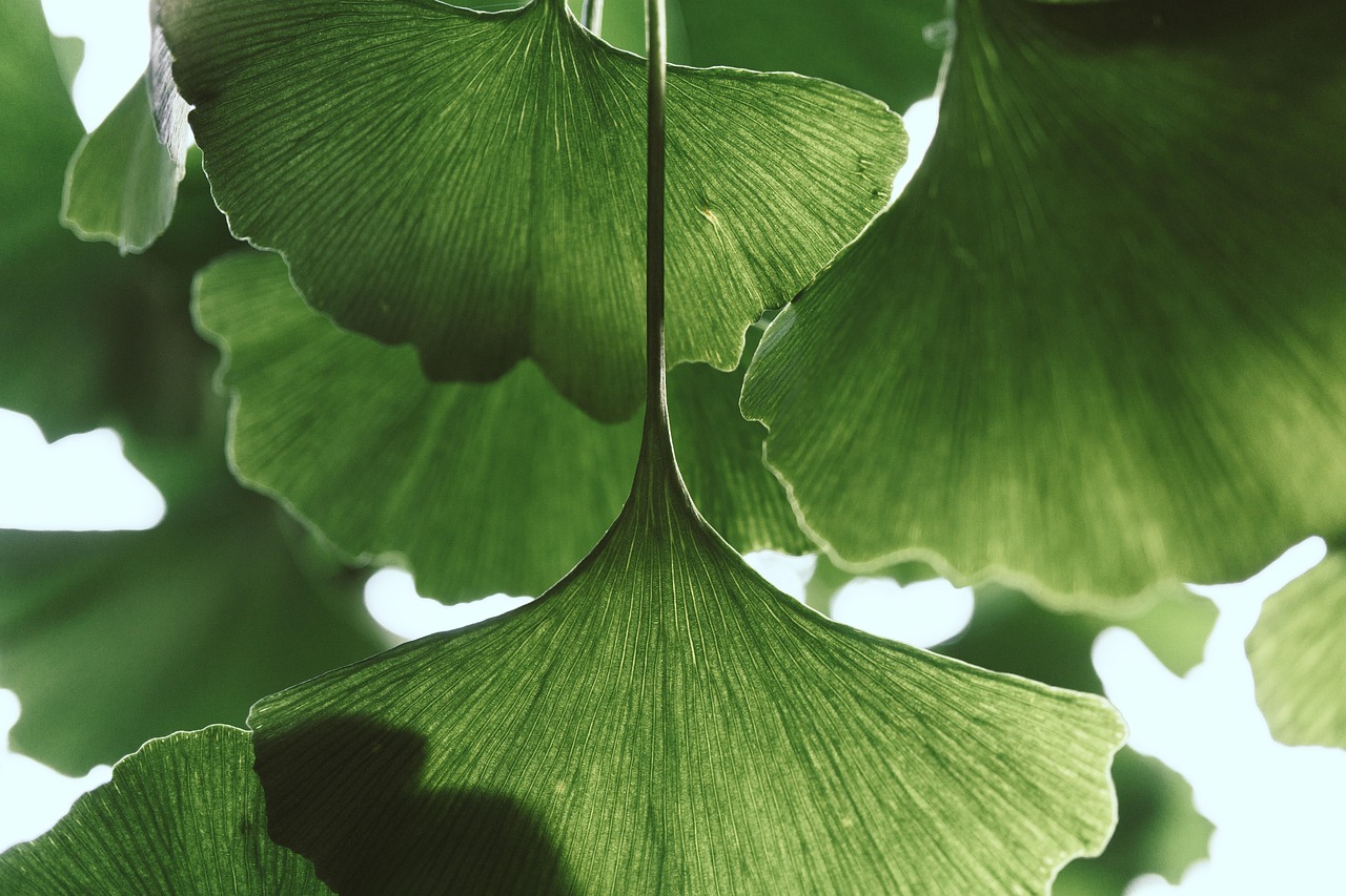 leaves ginkgo botany plants bush garden flora tree nature green