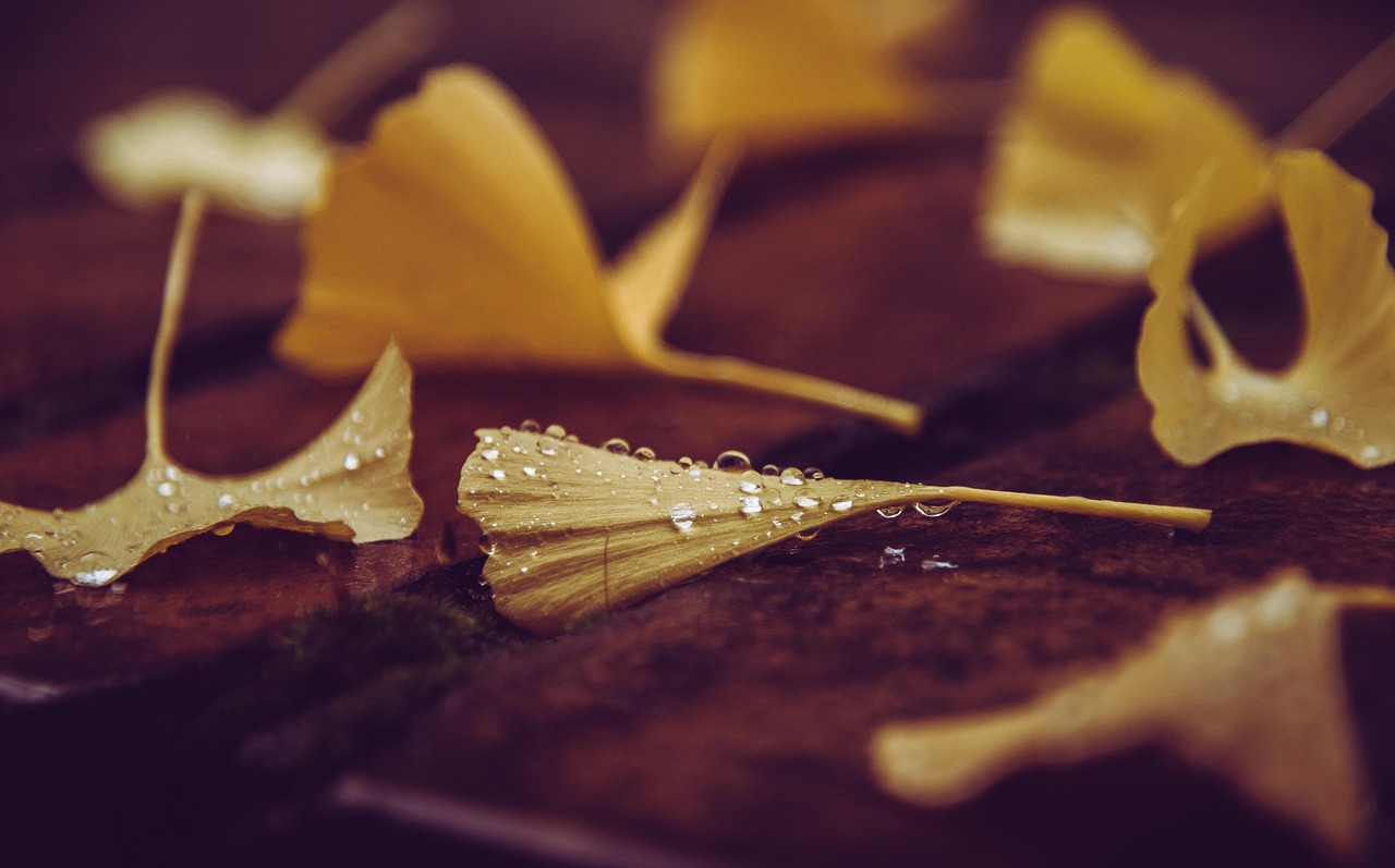 ginkgo leaves fall dew dewdrops autumn autumn leaves yellow leaves gingko ginkgo biloba fallen leaves foliage raindrops nature season closeup ginkgo ginkgo leaves fall autumn autumn autumn autumn autumn gingko fallen leaves