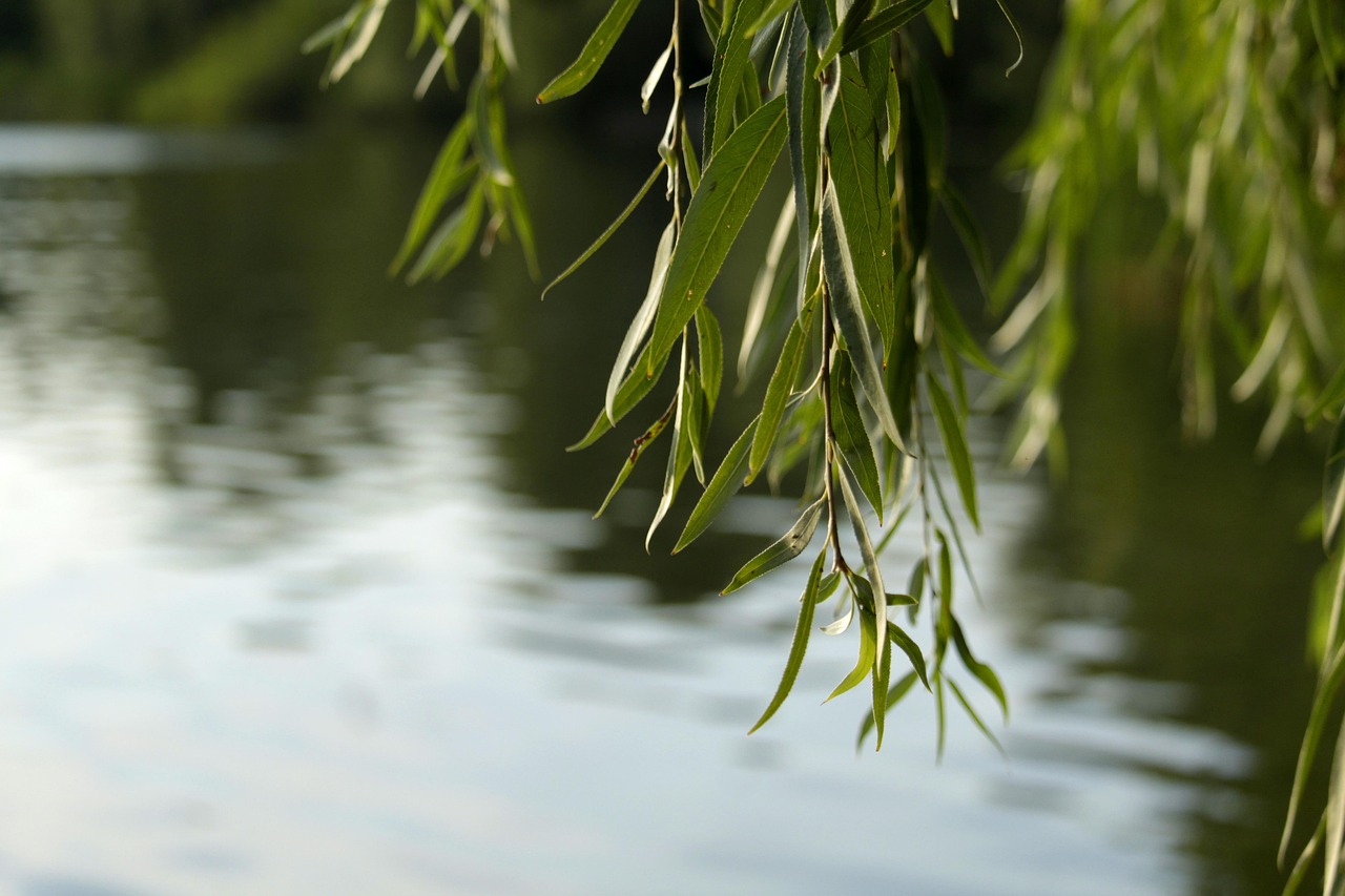 willow lake pond nature willow tree landscape willow willow willow willow willow willow tree willow tree willow tree