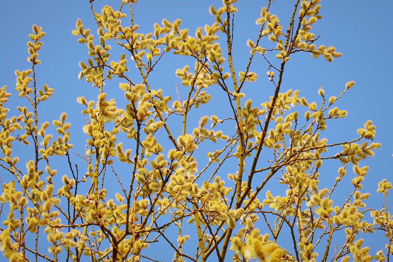 tree catkins willow catkins nature spring blue yellow