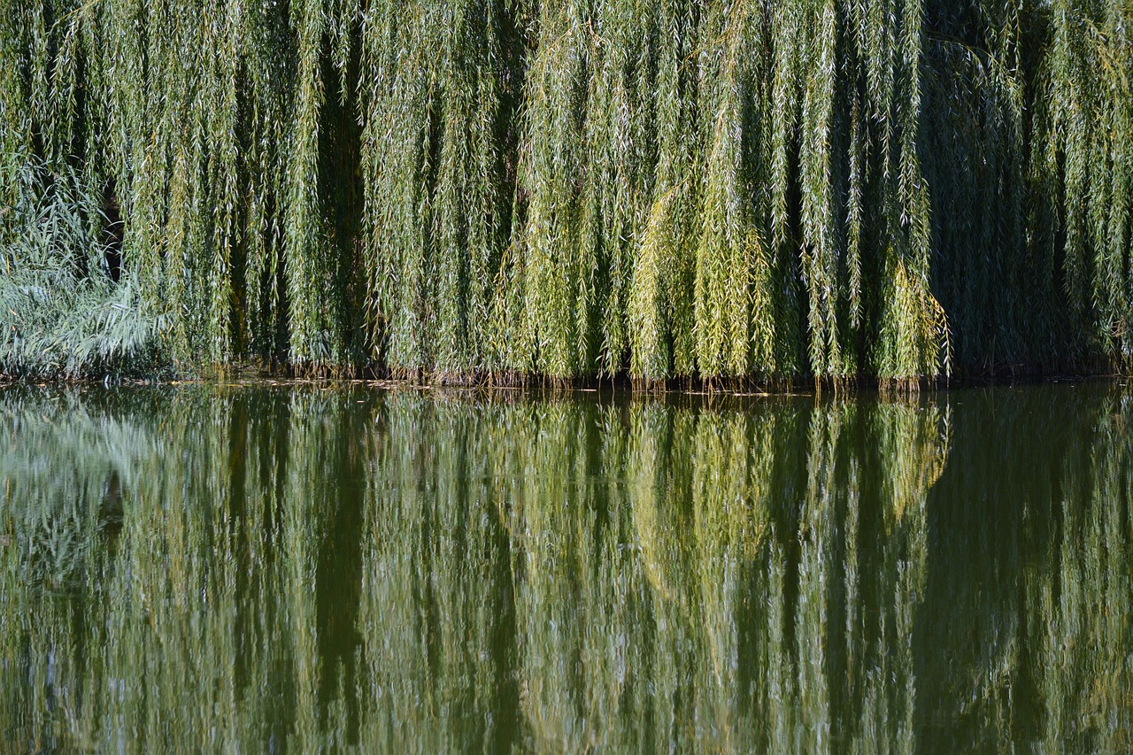 river willow reflection landscape tree nature water