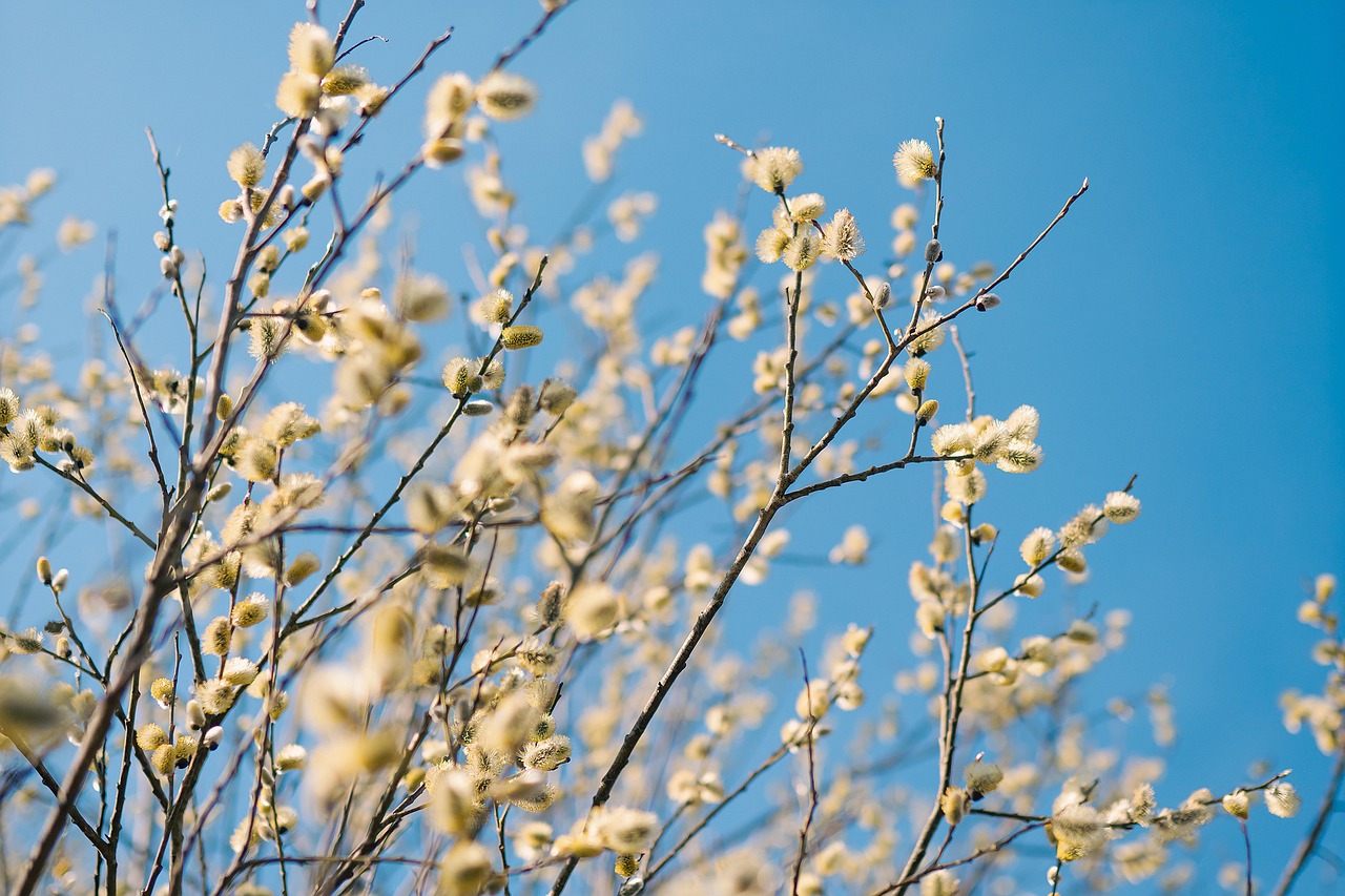 tree verba flowers flower background branch spring beautiful flowers bloom nature salix flower wallpaper willow