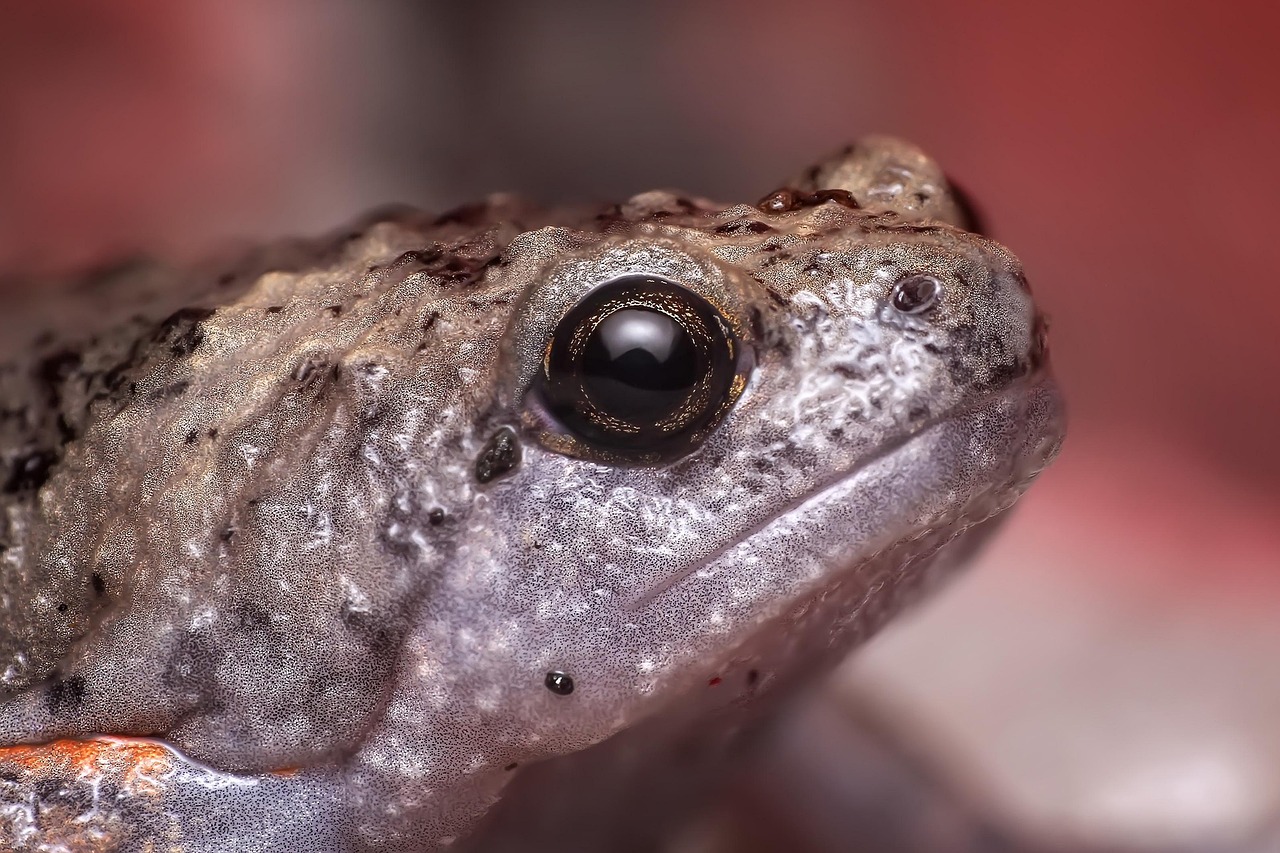 frog toad animal eye amphibian wildlife fauna herpetofauna wilderness nature closeup frog frog frog frog frog toad toad