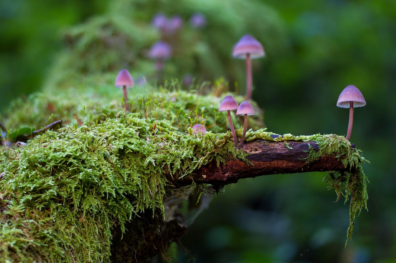 mushrooms moss fungi lichen forest nature moss forest forest forest forest forest