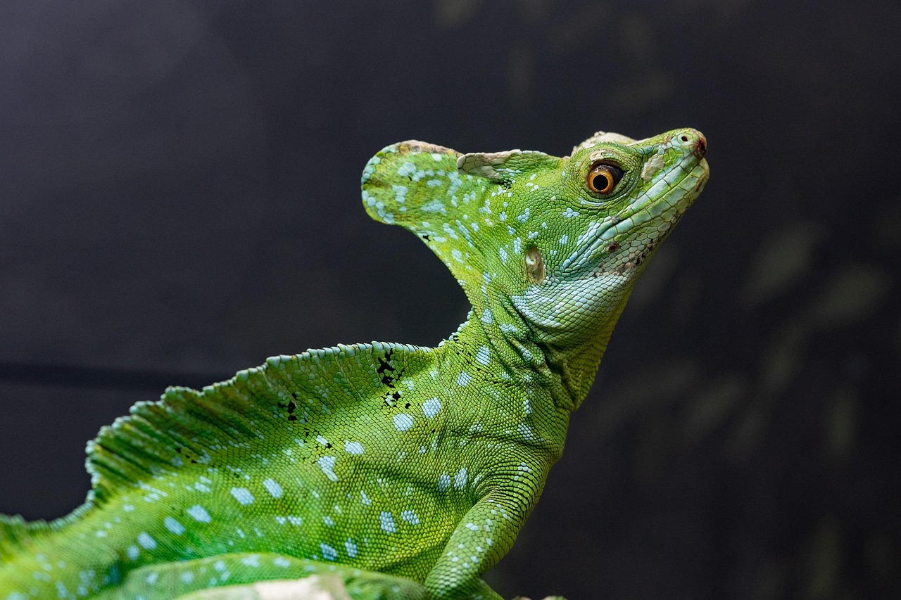 basilisk lizard animal reptile wildlife exotic zoo terrarium jungle wilderness nature closeup basilisk lizard lizard lizard lizard lizard jungle jungle