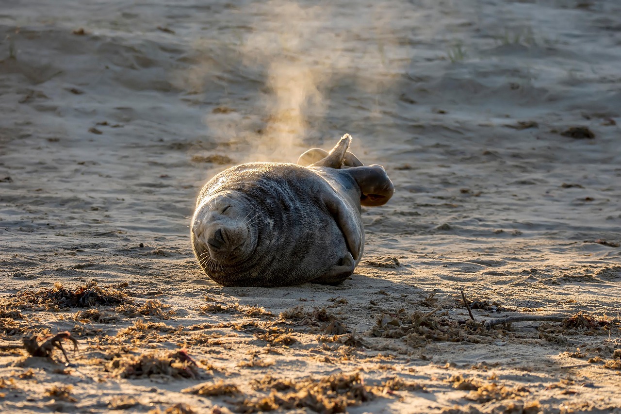 grey seal seal beach sand grass mammal nature wildlife sleeping seal seal seal seal seal sleeping