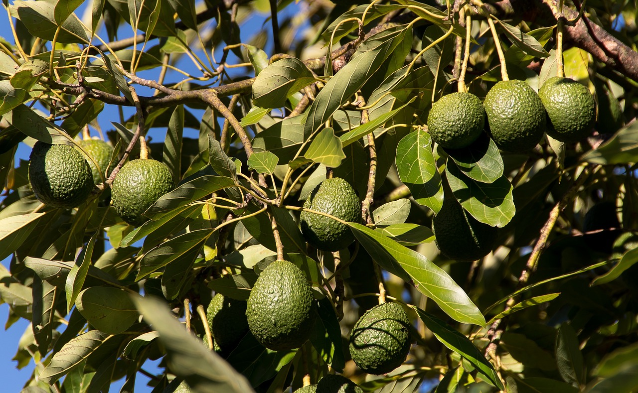 avocados fruit healthy nature tree growth hass avocado persea americana