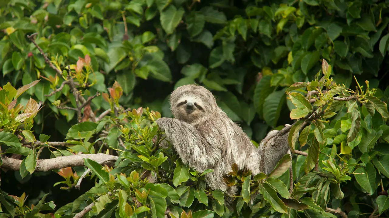 sloth folivora animal avocado tree tree nature forest wildlife sloth sloth sloth sloth sloth