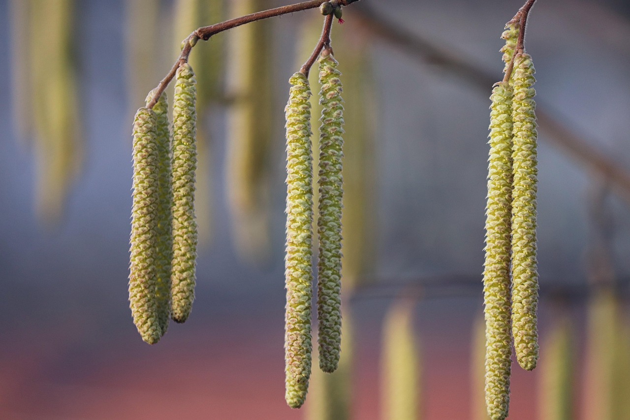kitten alder nature alder blossom blossom kitten early bloomer pollen spring