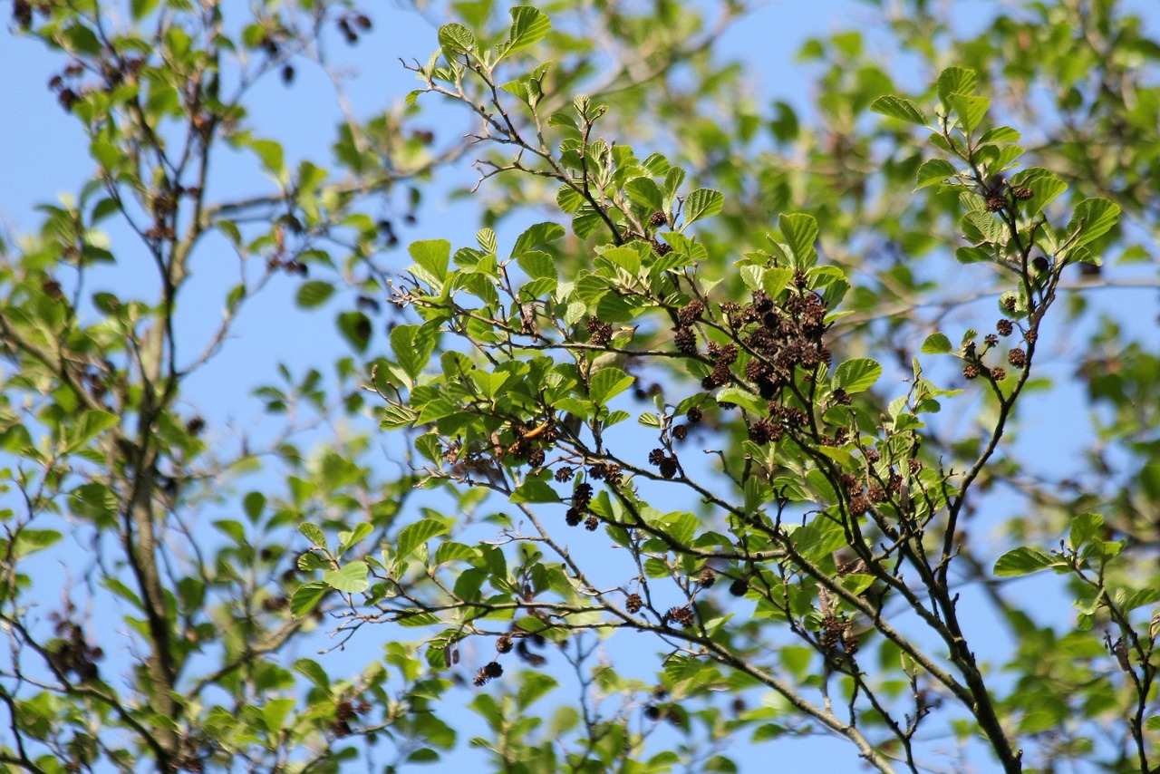 tree alder cones nature