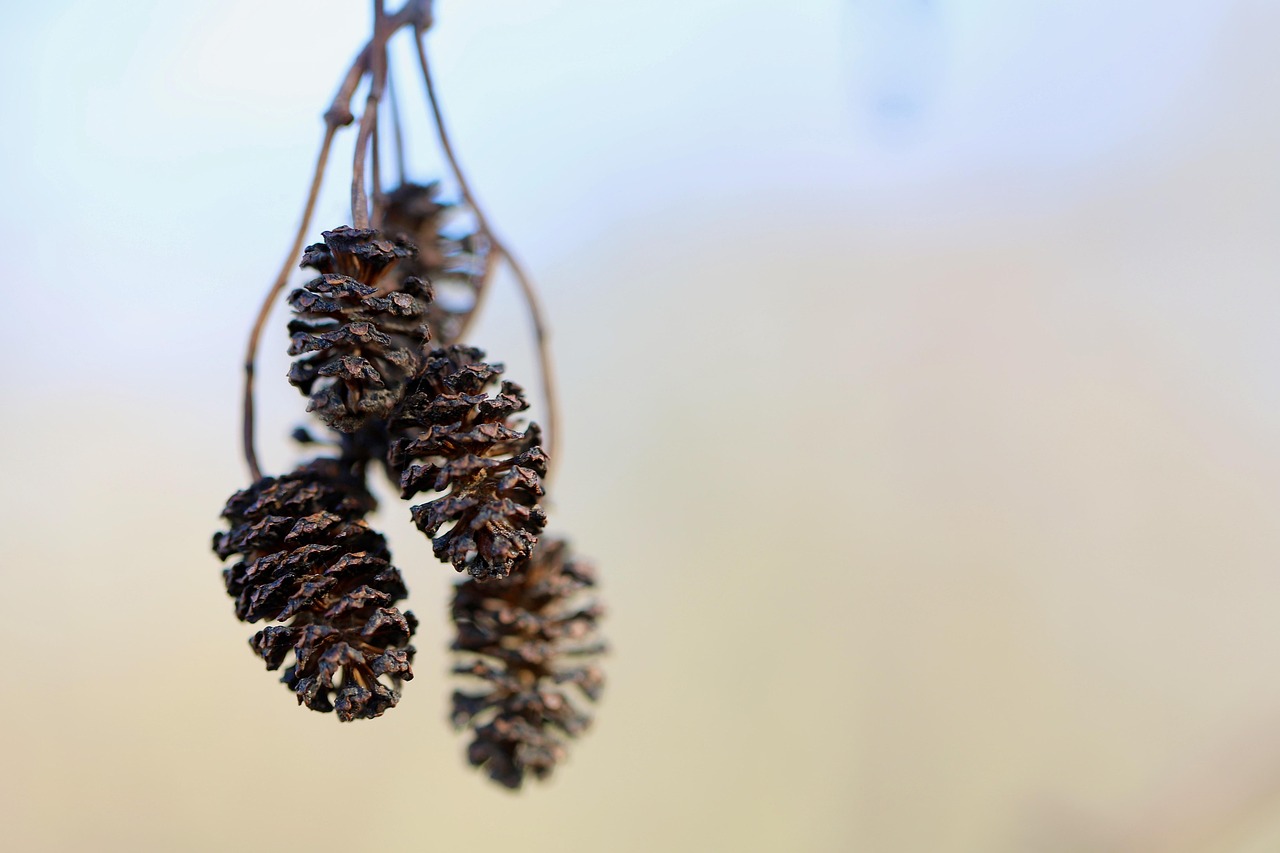 tap alder tree fruits dry nature alder alder alder alder alder