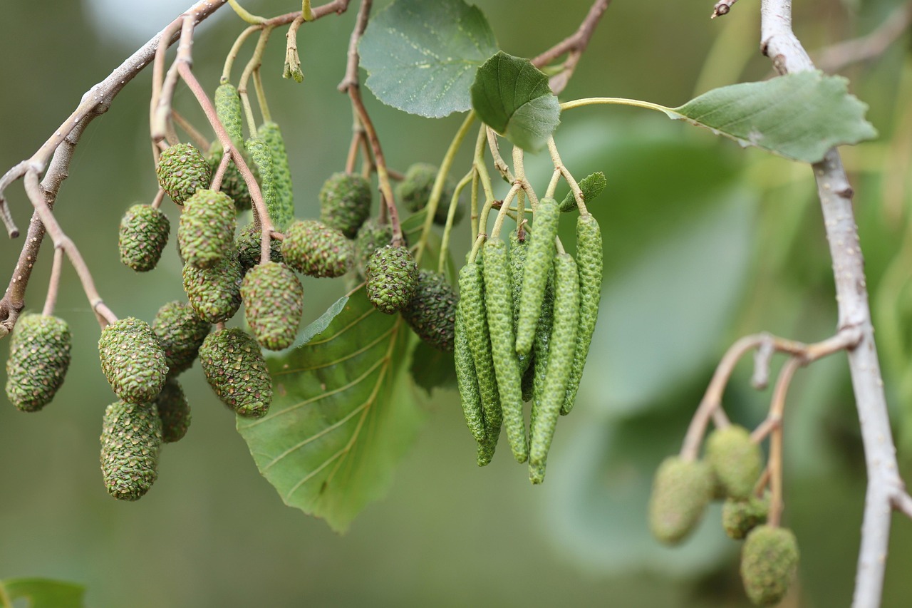 black alder blackle tree fruits alder birch family deciduous tree nature tree kitten nut fruit