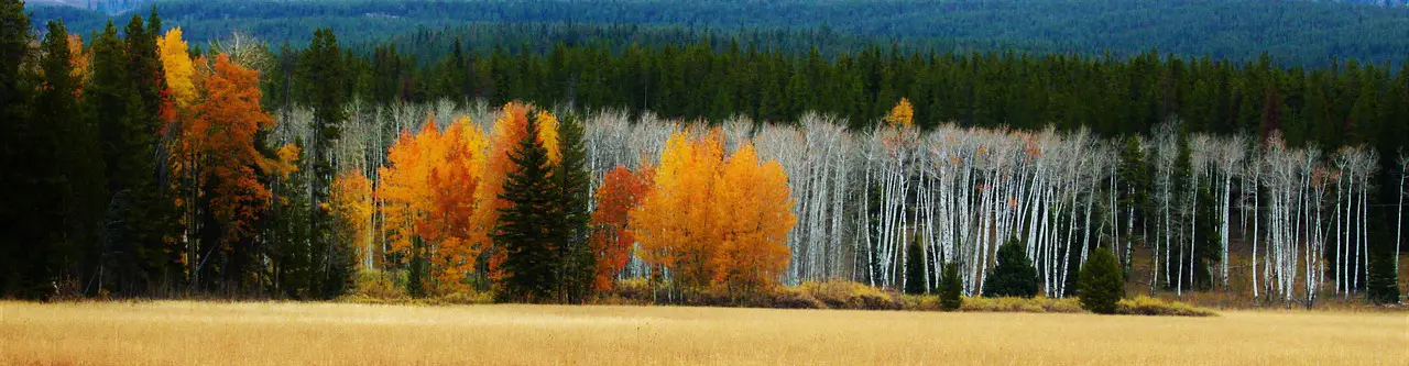 aspen grove forest landscape birch trees tree foliage yellow nature white trunk bark