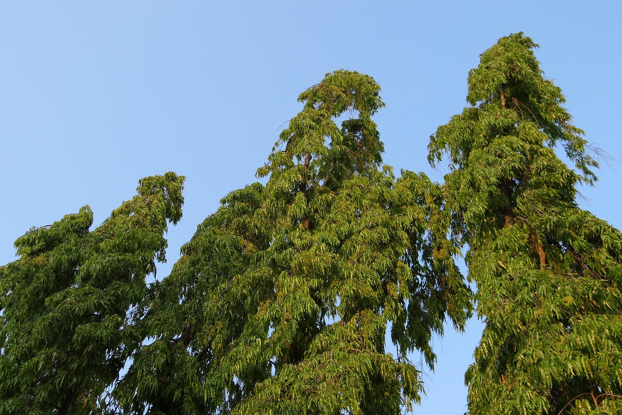 polyalthia longifolia tree false ashoka the buddha tree indian mast tree indian fir tree ashoka devadaru debdaru nature asopalav kittur india